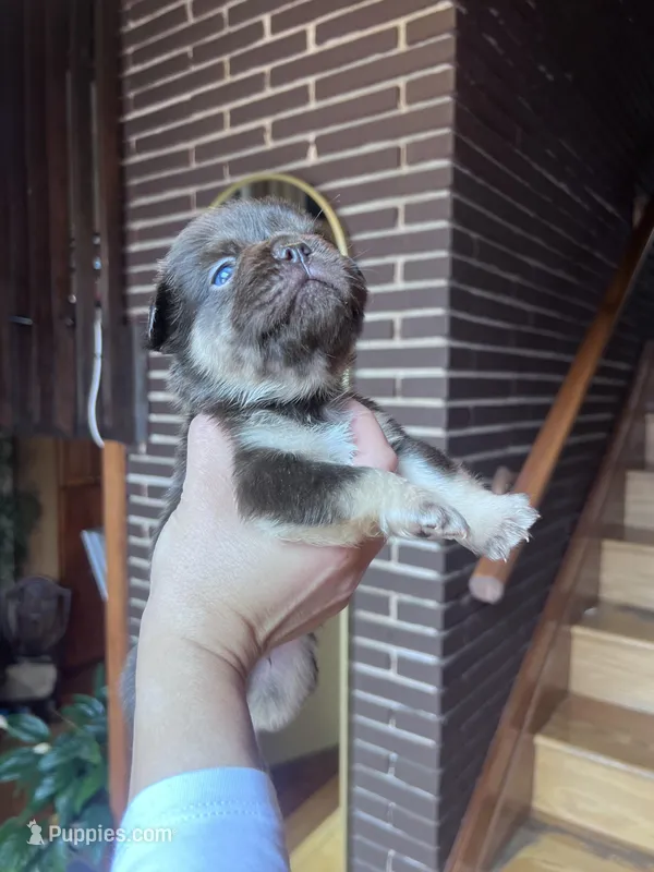 Cuzco – French Bulldog puppy for sale in Chicago, IL