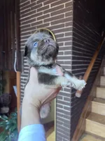 Cuzco, a male French Bulldog for sale in Chicago, IL – Photo 1 of 4