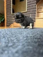 Cuzco, a male French Bulldog for sale in Chicago, IL – Photo 2 of 4