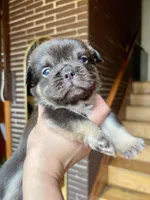 Cuzco, a male French Bulldog for sale in Chicago, IL – Photo 4 of 4