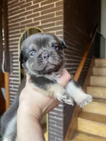 Cuzco, a male French Bulldog for sale in Chicago, IL – Photo 3 of 4