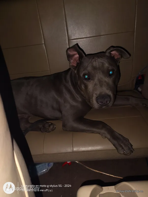 tenper – American Pit Bull Terrier puppy for sale in Gardena, CA