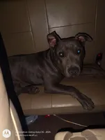 tenper, a male American Pit Bull Terrier for sale in Gardena, CA – 1 of 4