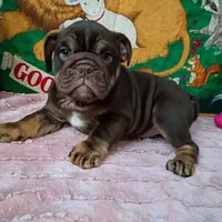 Winona, a female English Bulldog for sale in Spartanburg, SC – Photo 1 of 5