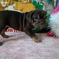 Winona, a female English Bulldog for sale in Spartanburg, SC – Photo 5 of 5