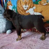 Winona, a female English Bulldog for sale in Spartanburg, SC – Photo 4 of 5