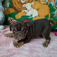 Winona, a female English Bulldog for sale in Spartanburg, SC – Photo 3 of 5