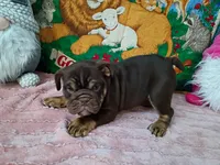 processed/f3395592-b3ed-4d96-927b-441458aecc6c/listing/056594f6-e527-4eb6-bcd1-a4ae6c9f5aff/d20bb7e0-8a3d-4411-a1e2-1fcb2e956cdf