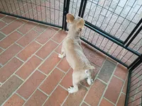 Raphael, a male French Bulldog for sale in Spartanburg, SC – Photo 3 of 5