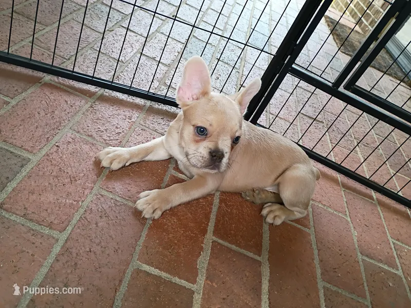 Raphael – French Bulldog puppy for sale in Spartanburg, SC