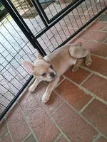 Raphael, a male French Bulldog for sale in Spartanburg, SC – Photo 4 of 5