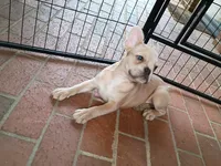 Raphael, a male French Bulldog for sale in Spartanburg, SC – Photo 5 of 5