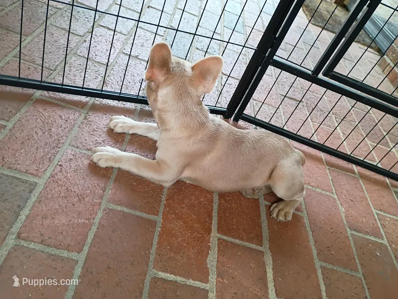 Raphael – French Bulldog puppy for sale in Spartanburg, SC