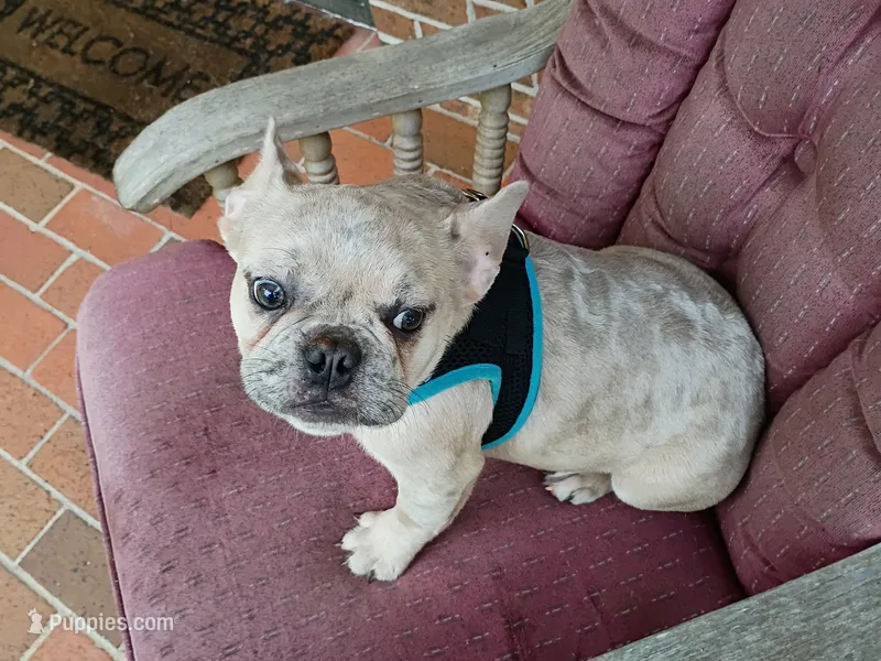 Maxamillion – French Bulldog puppy for sale in Spartanburg, SC