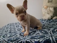 Ozzy, a male French Bulldog for sale in Spartanburg, SC – 3 of 6