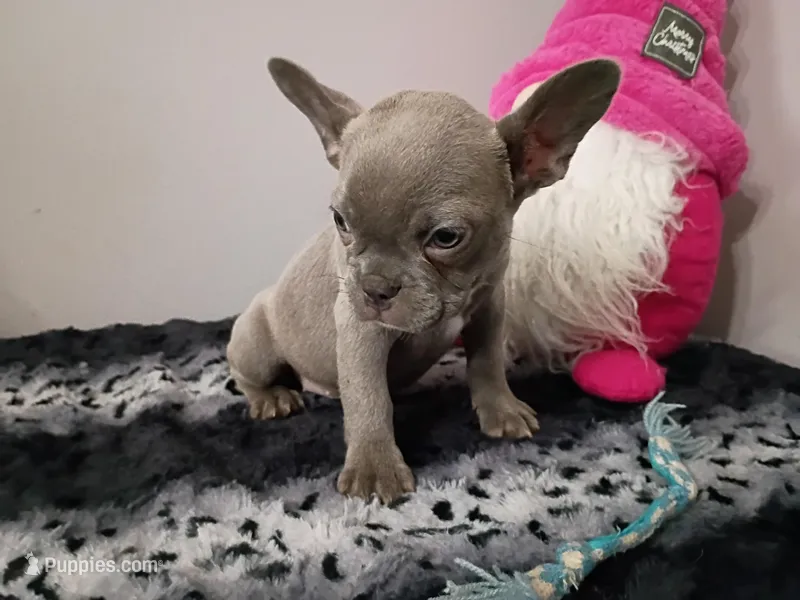 Bonnie blue – French Bulldog puppy for sale in Spartanburg, SC
