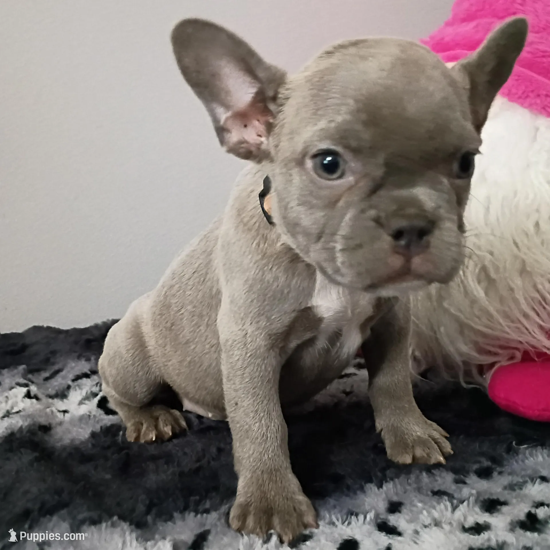 Bonnie blue, a female French Bulldog for sale in Spartanburg, SC – Photo 3 of 3