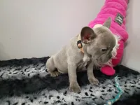 Bonnie blue, a female French Bulldog for sale in Spartanburg, SC – Photo 2 of 3