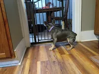Ziba, a female French Bulldog for sale in Spartanburg, SC – 5 of 5