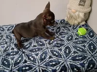 Denzel, a male French Bulldog for sale in Spartanburg, SC – 5 of 5