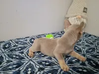 Ozzy, a male French Bulldog for sale in Spartanburg, SC – 6 of 6