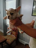 Athena , a female French Bulldog for sale in Spartanburg, SC – 2 of 4