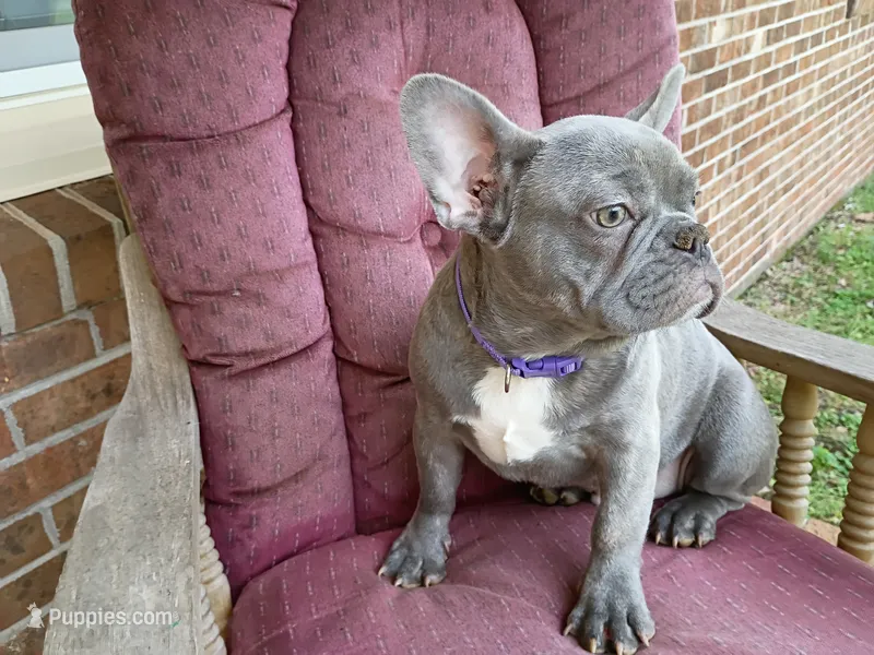 Tommy – French Bulldog puppy for sale in Spartanburg, SC