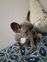 Tommie, a male French Bulldog for sale in Spartanburg, SC – Photo 3 of 4