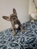 Tommie, a male French Bulldog for sale in Spartanburg, SC – Photo 2 of 4