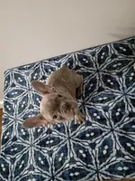 Tommie, a male French Bulldog for sale in Spartanburg, SC – Photo 4 of 4