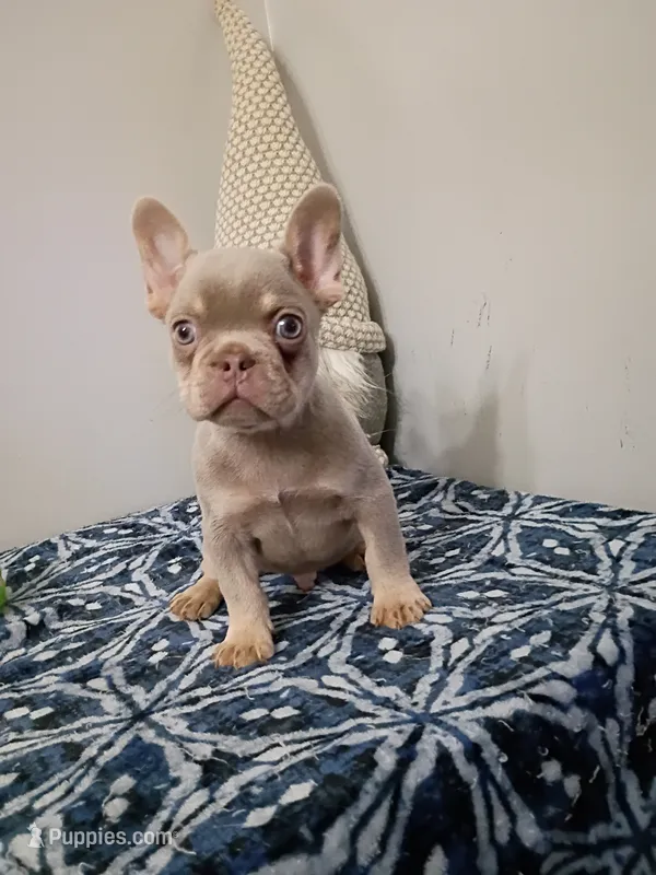 Ozzy – French Bulldog puppy for sale in Spartanburg, SC