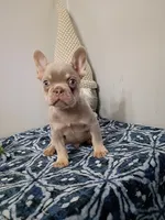 Ozzy, a male French Bulldog for sale in Spartanburg, SC – 1 of 6