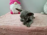 Curly Sue, a female French Bulldog for sale in Spartanburg, SC – Photo 3 of 4