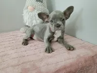 Curly Sue, a female French Bulldog for sale in Spartanburg, SC – Photo 1 of 4