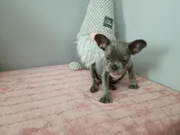 Curly Sue, a female French Bulldog for sale in Spartanburg, SC – Photo 4 of 4