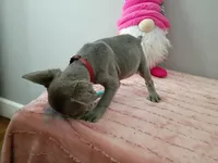 Curly Sue, a female French Bulldog for sale in Spartanburg, SC – Photo 2 of 4