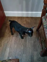 Denzel, a male French Bulldog for sale in Spartanburg, SC – 7 of 7