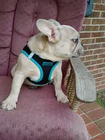 Maxamillion, a male French Bulldog for sale in Spartanburg, SC – 3 of 6