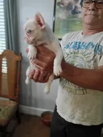 Chanel, a female French Bulldog for sale in Spartanburg, SC – 3 of 4