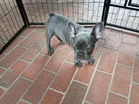 Winston, a male French Bulldog for sale in Spartanburg, SC – Photo 4 of 4