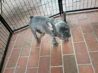 Winston, a male French Bulldog for sale in Spartanburg, SC – Photo 2 of 4
