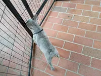 Winston, a male French Bulldog for sale in Spartanburg, SC – Photo 3 of 4