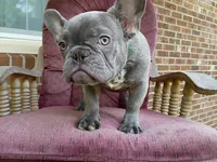 Winston, a male French Bulldog for sale in Spartanburg, SC – 3 of 4