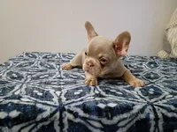 Ozzy, a male French Bulldog for sale in Spartanburg, SC – 5 of 6