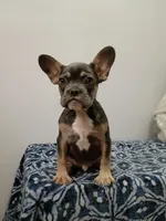 Leonardo, a male French Bulldog for sale in Spartanburg, SC – Photo 2 of 4