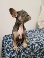 Leonardo, a male French Bulldog for sale in Spartanburg, SC – Photo 3 of 4