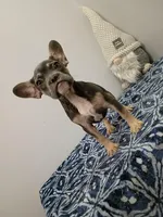 Leonardo, a male French Bulldog for sale in Spartanburg, SC – Photo 4 of 4