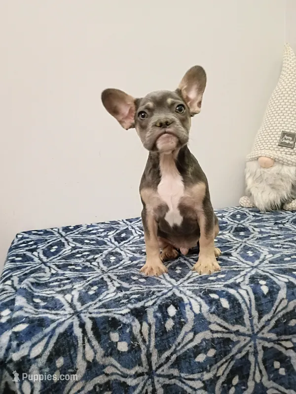 Leonardo – French Bulldog puppy for sale in Spartanburg, SC