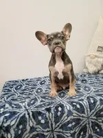 Leonardo, a male French Bulldog for sale in Spartanburg, SC – Photo 1 of 4