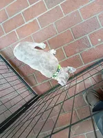 Maxamillion, a male French Bulldog for sale in Spartanburg, SC – Photo 7 of 7